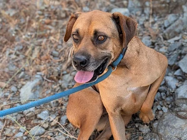 Martha, female 4yo Podenco for adoption at ADANA Costa del Sol, Estepona