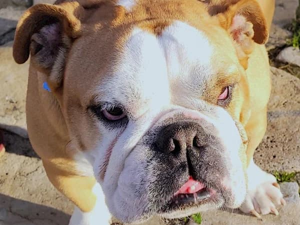 Miome, female 7yo mixed breed for adoption at ADANA Costa del Sol, Estepona