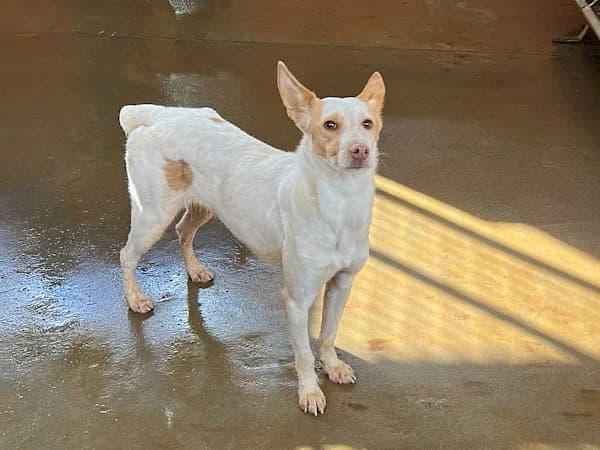 Molly, female Podenco for adoption at ADANA Costa del Sol, Estepona