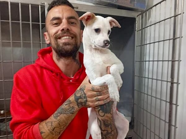 Monty, male puppy Chihuahua for adoption at ADANA Costa del Sol, Estepona