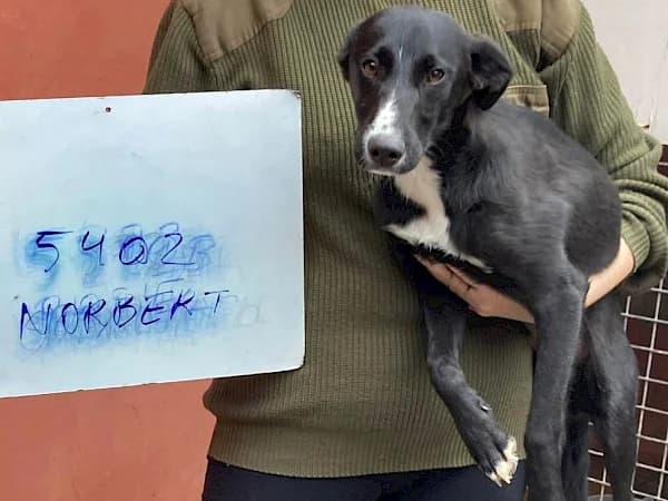 Norbert, male young Border Collie for adoption at ADANA Costa del Sol, Estepona