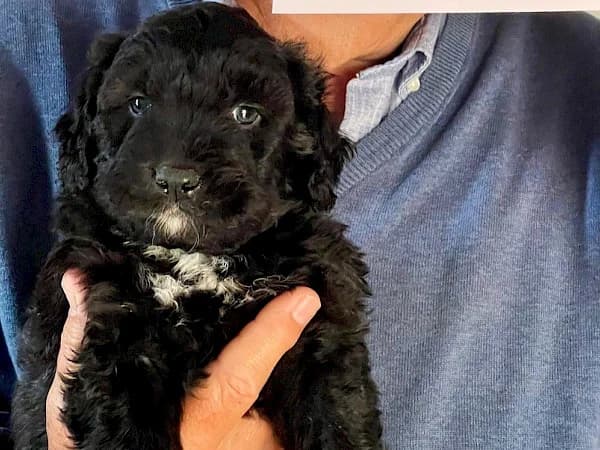 Olin, male puppy mixed breed for adoption at ADANA Costa del Sol, Estepona