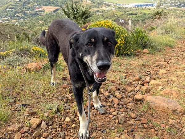 Panther, male 7yo mixed breed for adoption at ADANA Costa del Sol, Estepona
