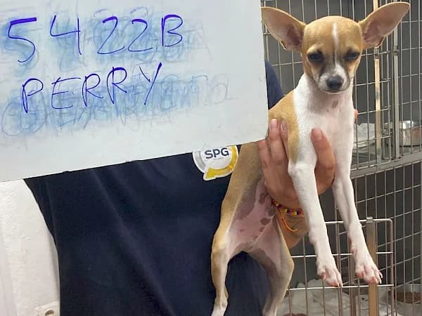 Perry, male puppy Chihuahua for adoption at ADANA Costa del Sol, Estepona
