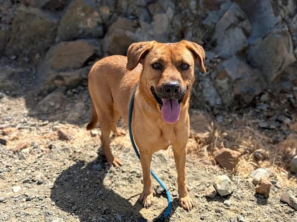 Phoebe, female 4yo Podenco for adoption at ADANA Costa del Sol, Estepona