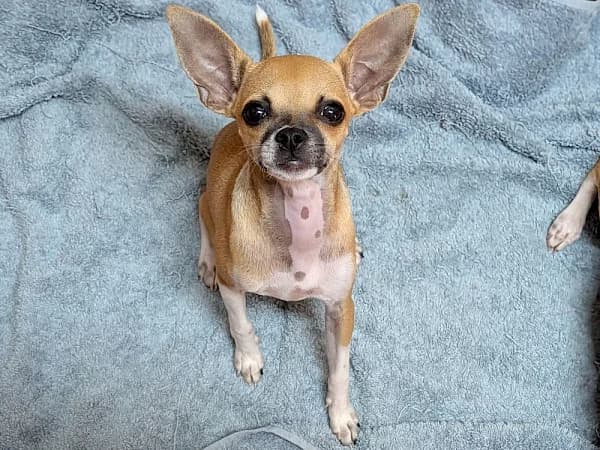 Pinky, female puppy Chihuahua for adoption at ADANA Costa del Sol, Estepona