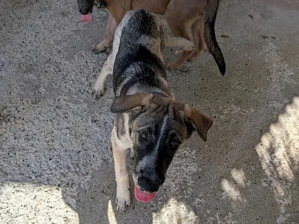 Pop, female puppy mixed breed for adoption at ADANA Costa del Sol, Estepona