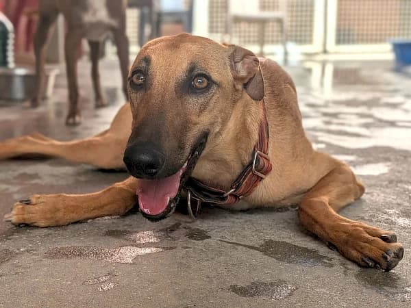 Princesa, female young Galgo Español for adoption at ADANA Costa del Sol, Estepona