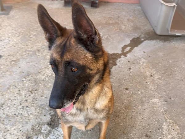 Rex, male 7yo Belgian Malinois for adoption at ADANA Costa del Sol, Estepona