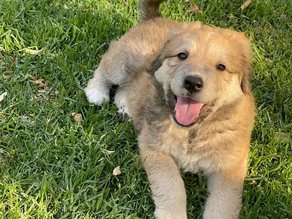 Roan, male puppy Mixed Breed for adoption at ADANA Costa del Sol, Estepona