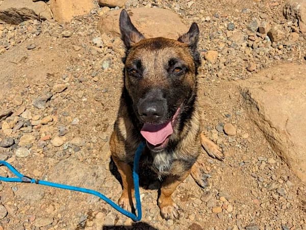 Rosco, male young Belgian Malinois for adoption at ADANA Costa del Sol, Estepona
