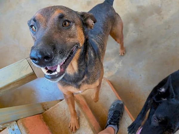 Romeo, male 3yo Belgian Malinois for adoption at ADANA Costa del Sol, Estepona