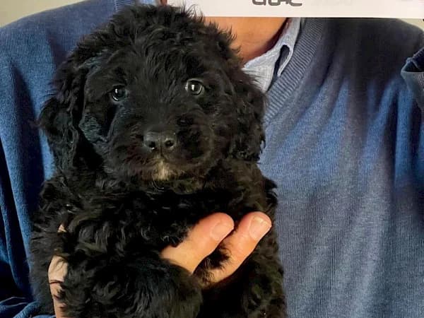 Rufus, male puppy mixed breed for adoption at ADANA Costa del Sol, Estepona