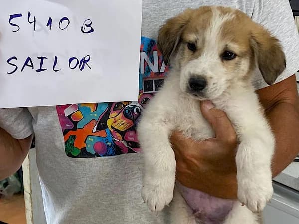 Sailor, male puppy mixed breed for adoption at ADANA Costa del Sol, Estepona