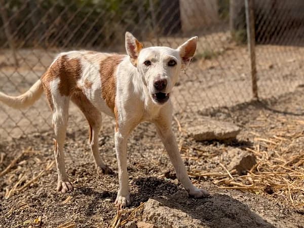 Sally, female 6yo Podenco for adoption at ADANA Costa del Sol, Estepona