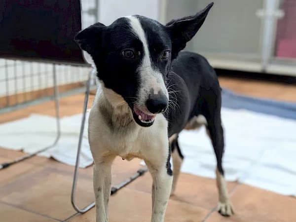 Scarla, female young Podenco for adoption at ADANA Costa del Sol, Estepona