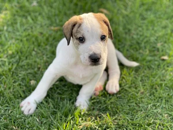 Scout, male puppy Mixed Breed for adoption at ADANA Costa del Sol, Estepona