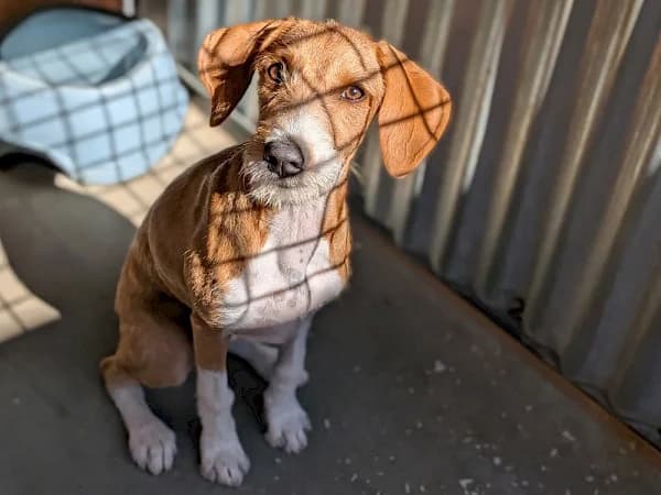 Shula, female puppy Mixed Breed for adoption at ADANA Costa del Sol, Estepona