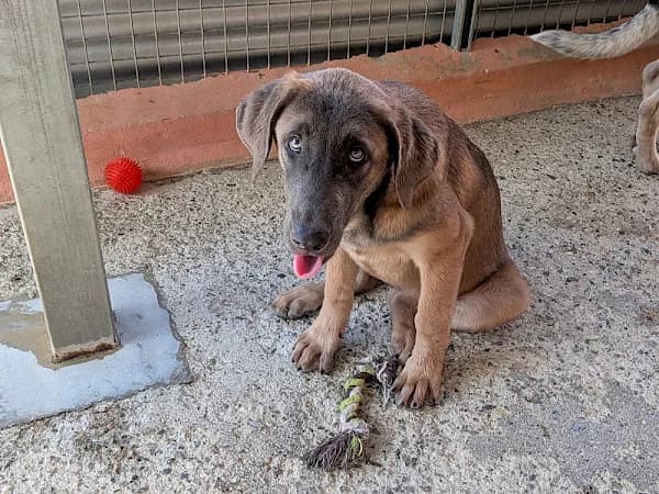 Soda, female puppy mixed breed for adoption at ADANA Costa del Sol, Estepona