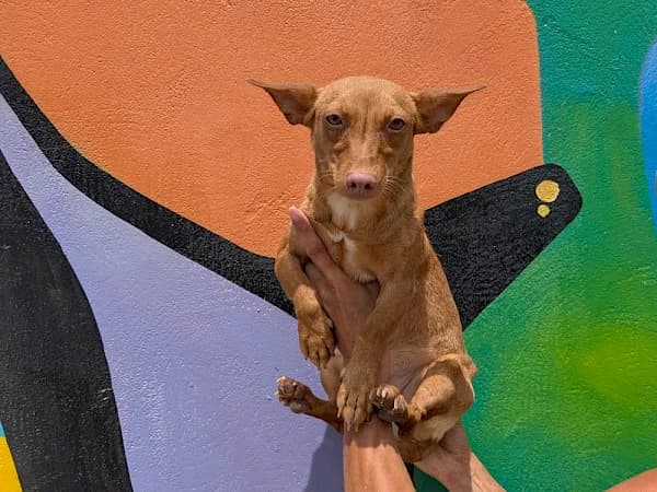 Solana, female young Podenco for adoption at ADANA Costa del Sol, Estepona