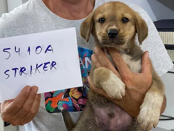 Striker, male puppy mixed breed for adoption at ADANA Costa del Sol, Estepona