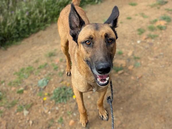 Syd, male young mixed breed for adoption at ADANA Costa del Sol, Estepona