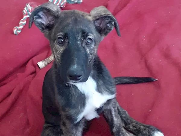 Tiny, male puppy Podenco for adoption at ADANA Costa del Sol, Estepona