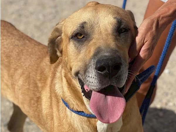 Trinity, female young mixed breed for adoption at ADANA Costa del Sol, Estepona