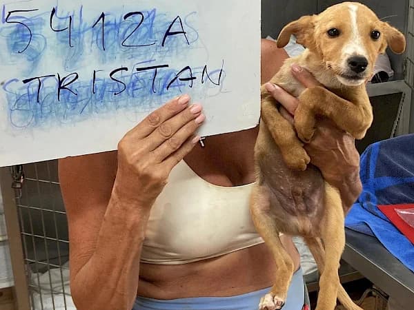 Tristan, male puppy Podenco for adoption at ADANA Costa del Sol, Estepona