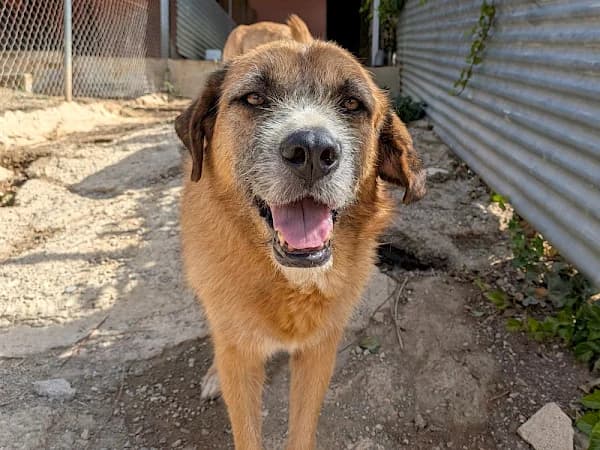 Wolfy, male senior mixed breed for adoption at ADANA Costa del Sol, Estepona