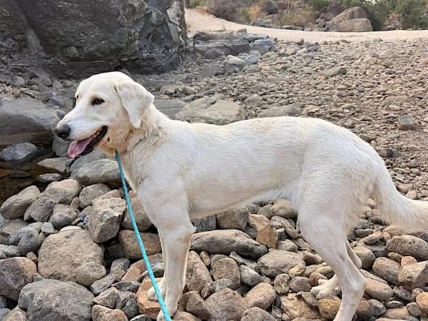 Zara, female mixed breed for adoption at ADANA Costa del Sol, Estepona