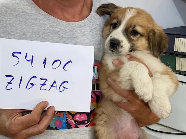 ZigZag, male puppy mixed breed for adoption at ADANA Costa del Sol, Estepona
