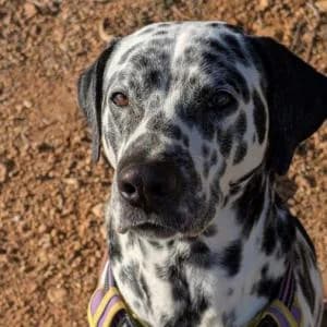 Obbe, male 6yo mixed breed for adoption at ADAP Penedès