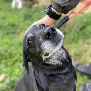 Panther, male senior Mixed Breed for adoption at ADAP Penedès