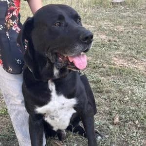 Paco, male 7yo Mixed Breed for adoption at ADAP Penedès