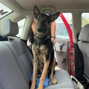Eric, male Belgian Malinois for adoption at ADAP Penedès