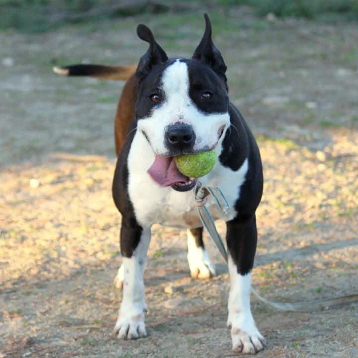 Lucki,  American Staffordshire Terrier for adoption at Centro de Proteccion Animal de Madrid, Madrid