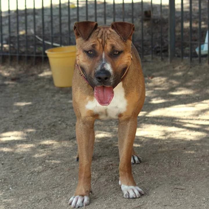 Tron,  Pit Bull Terrier for adoption at Centro de Proteccion Animal de Madrid, Madrid