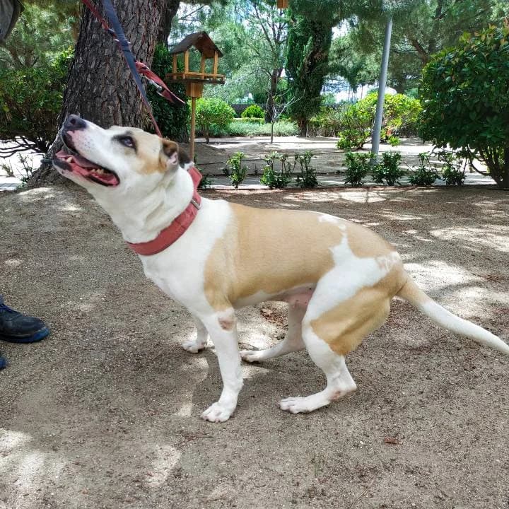 Brenda,  American Staffordshire Terrier for adoption at Centro de Proteccion Animal de Madrid, Madrid