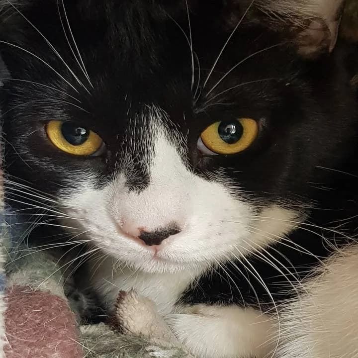 Uzzo,  European Shorthair for adoption