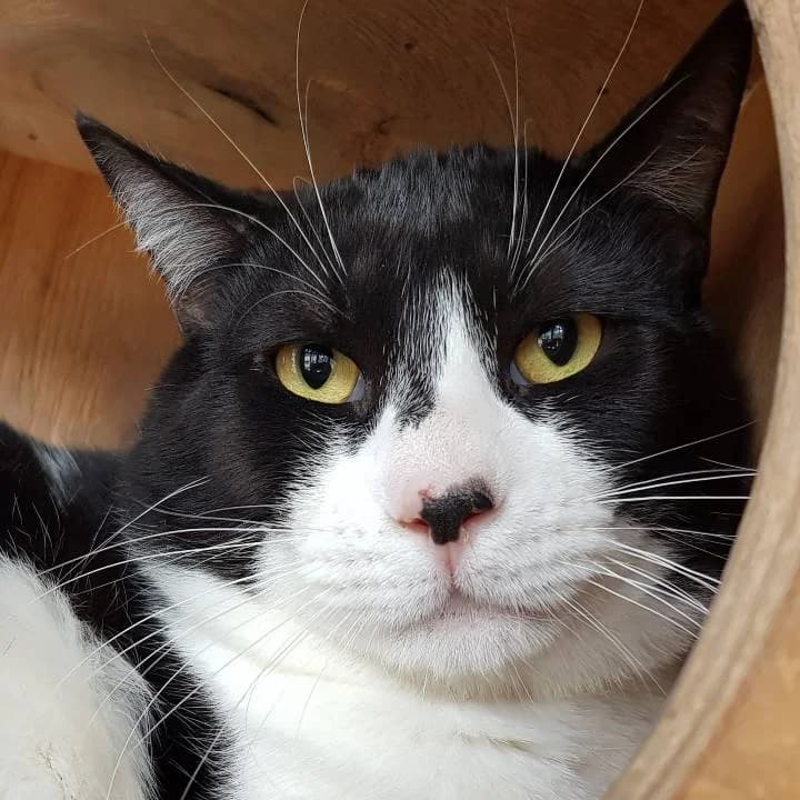 Uzzo,  European Shorthair for adoption at Centro de Proteccion Animal de Madrid photo 2