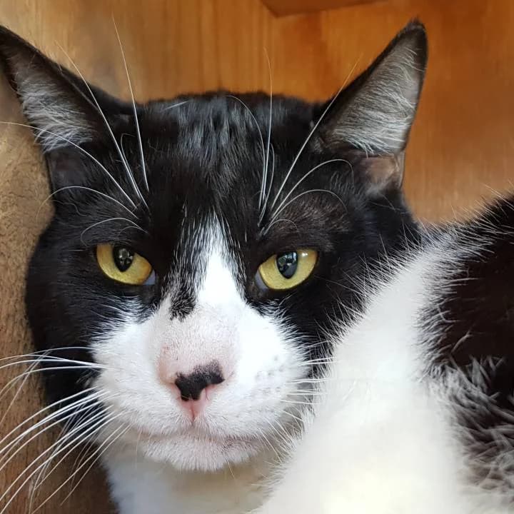 Uzzo,  European Shorthair for adoption at Centro de Proteccion Animal de Madrid photo 3