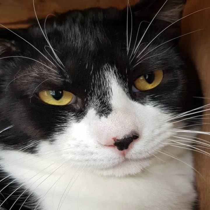 Uzzo,  European Shorthair for adoption at Centro de Proteccion Animal de Madrid photo 4