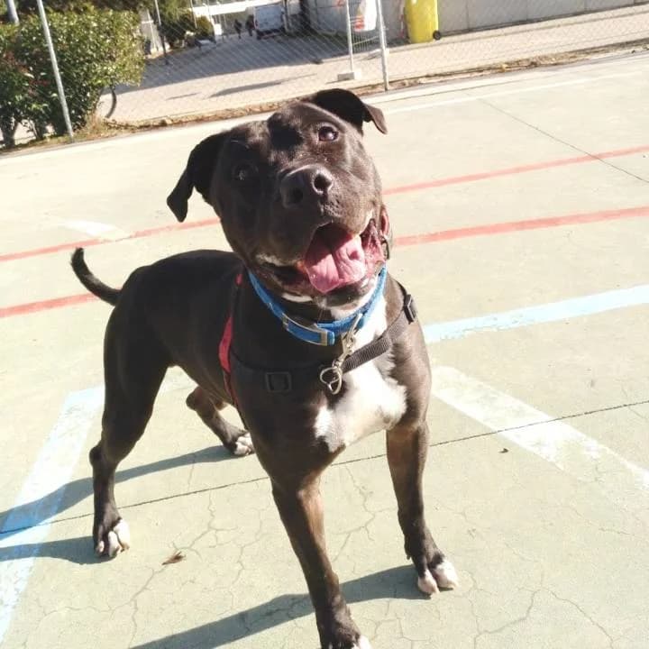 Rocco,  Mixed Breed for adoption at Centro de Proteccion Animal de Madrid, Madrid