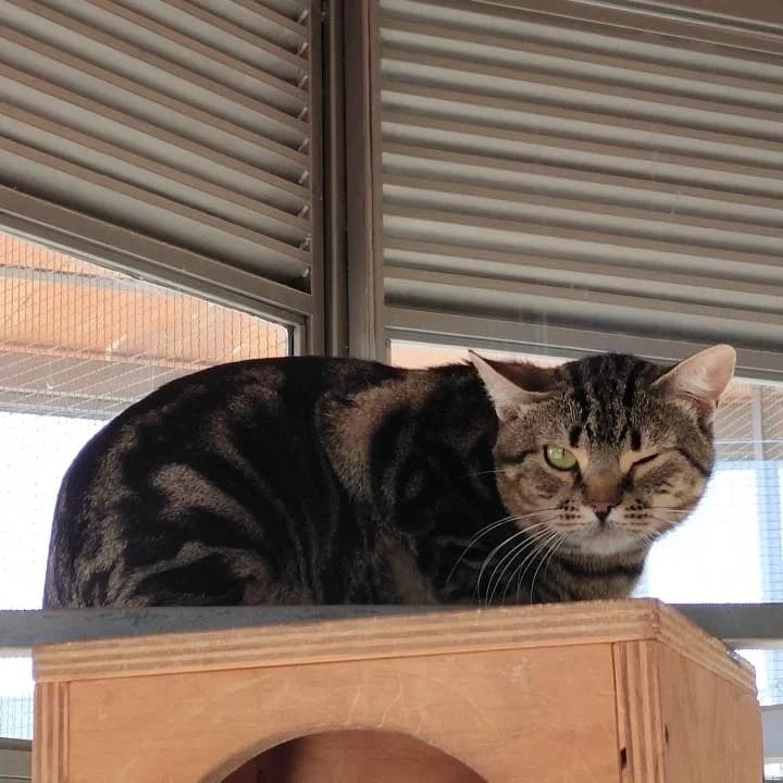 Lamar,  puppy European Shorthair for adoption at Centro de Proteccion Animal de Madrid, Madrid