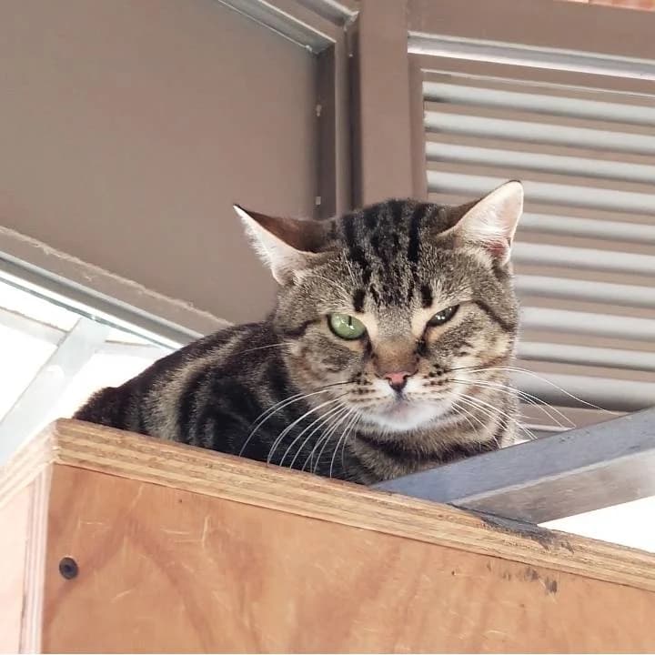 Lamar,  European Shorthair for adoption at Centro de Proteccion Animal de Madrid photo 2