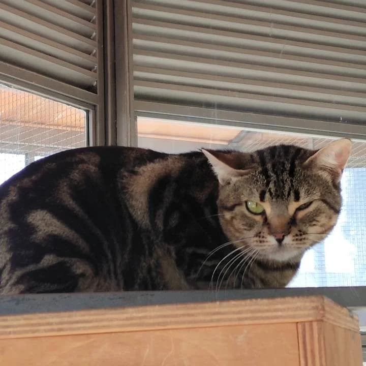 Lamar,  European Shorthair for adoption at Centro de Proteccion Animal de Madrid photo 3