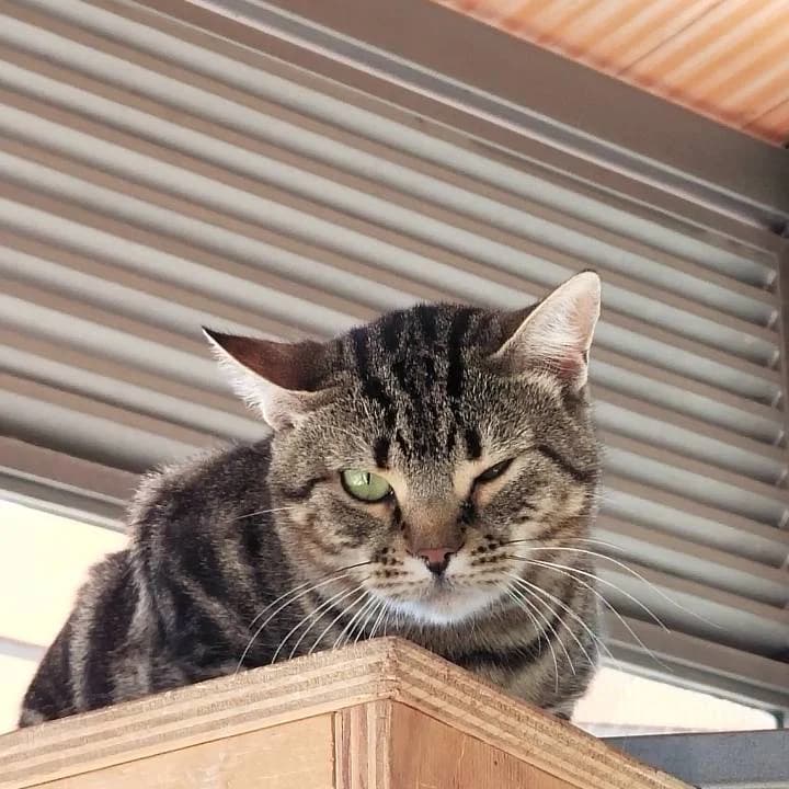Lamar,  European Shorthair for adoption at Centro de Proteccion Animal de Madrid photo 4