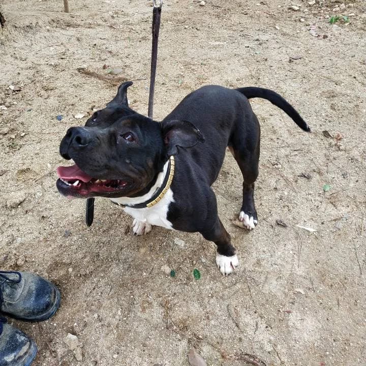 Yeni,  American Staffordshire Terrier for adoption at Centro de Proteccion Animal de Madrid, Madrid