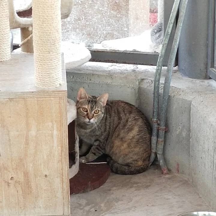 Cersei,  European Shorthair for adoption at Centro de Proteccion Animal de Madrid, Madrid